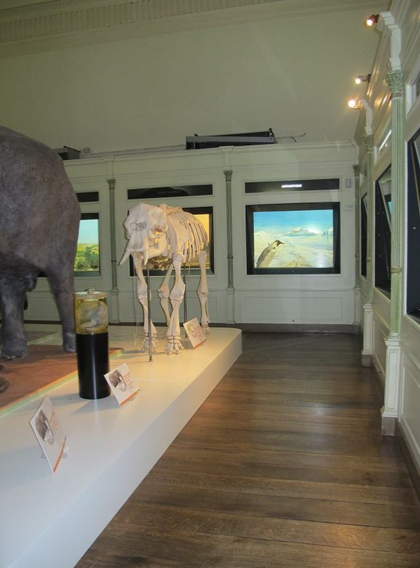 Musée d'Histoire naturelle et Vivarium de Tournai - 6