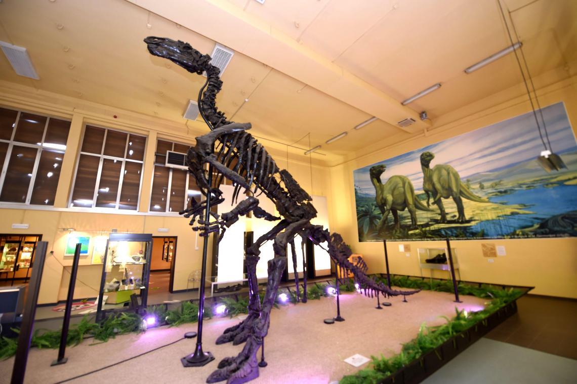 Musée de l'Iguanodon - 1