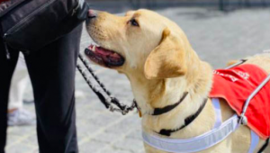 Service de formation de chiens guides des Amis des aveugles