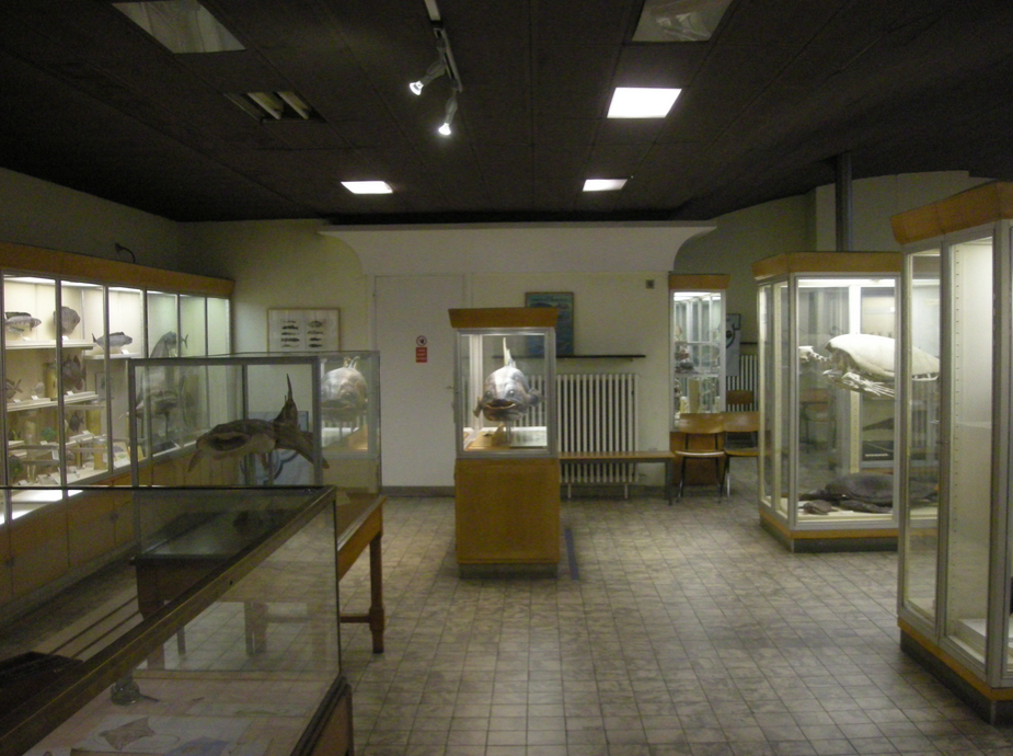 L’Aquarium-Muséum Universitaire de Liège  - 11