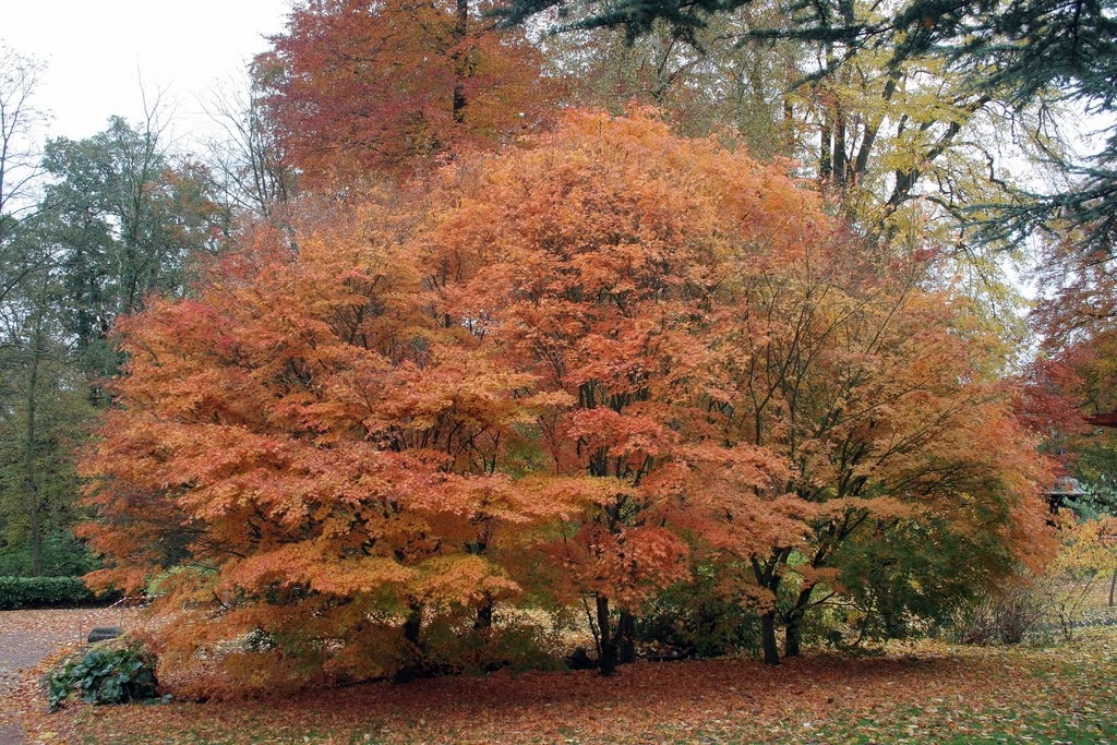 Parc de Mariemont - 4